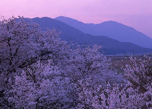 良寛が歩いた国上山周辺の風景　「 春櫻山 」　（撮影：風景写真企画 光彩の家 主宰 赤塚 一 ）