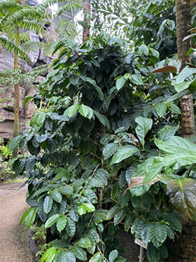 ①植物園のコーヒーノキ（アラビカ種）