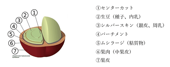 ⑤コーヒーの果実の構造