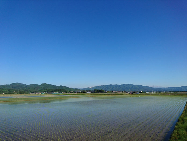 岩船地域の田園風景(低平地の水田が広がっています)